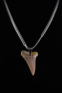 Broad Tooth 1.7"