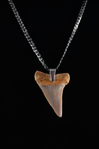 Broad White 2"