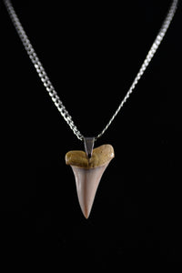 Broad Tooth 1.7"
