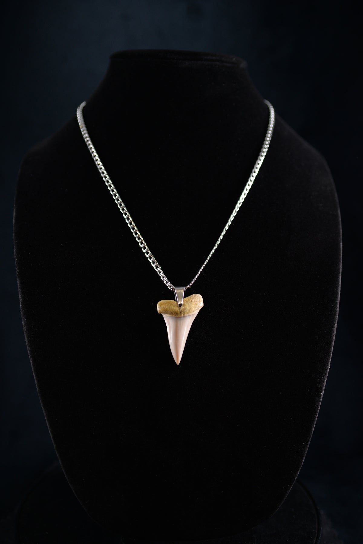 Broad Tooth 1.7"