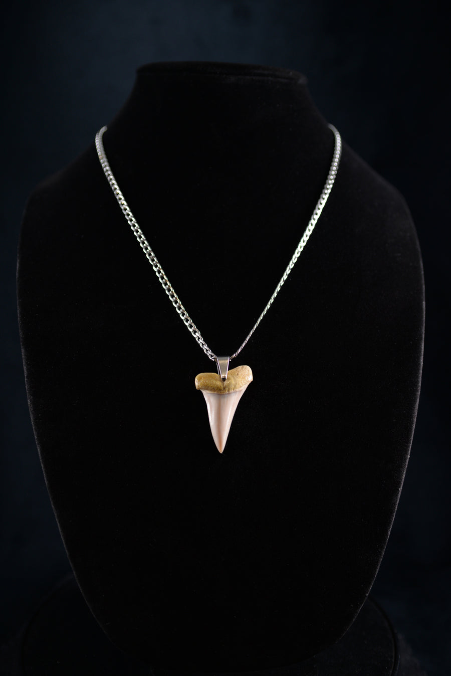 Broad Tooth 1.7"